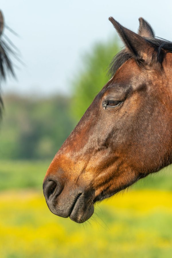 portrait-of-horse-in-green-and-yellow-flowery-meadow